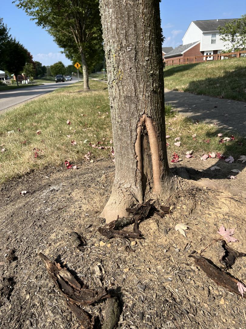 A tree likely damaged by a mower or weedeater attempts to compartmentalize the damage to reduce the extent of decay. A tree likely damaged by a mower or weedeater attempts to compartmentalize the damage to reduce the extent of decay.